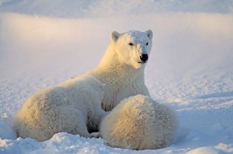 Framed Mother Polar Bear and Cub II Print