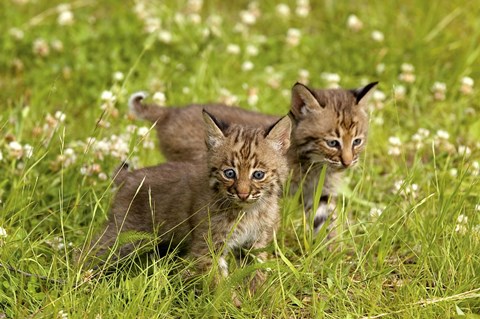 Framed Wild Cat Cubs Print
