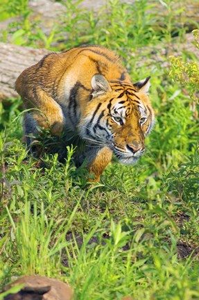 Framed Tiger Crouching Print