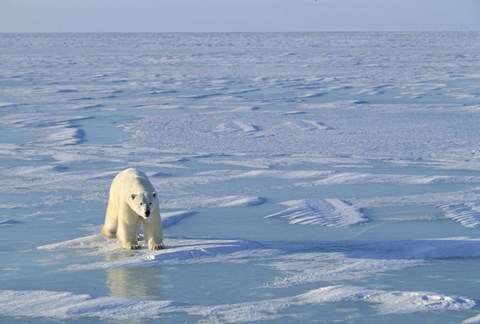 Framed Polar Bear Across the Ice Print