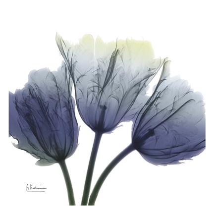 Framed Midnight Tulips Trio Print