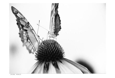 Framed Black And White Butterflies Print