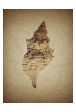 Framed Shell on Sepia 2 Print