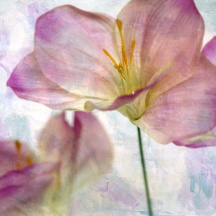 Framed Pink Hyacinth II Print