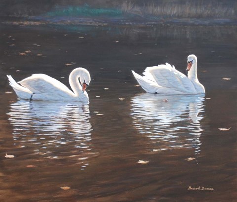 Framed Illustrious Swans Print