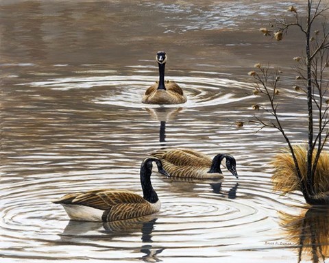 Framed North Carolina Geese Print