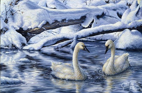 Framed Tundra Swans Print