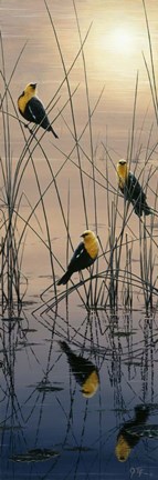 Framed Morning Call - Yellow Headed Blackbirds Print