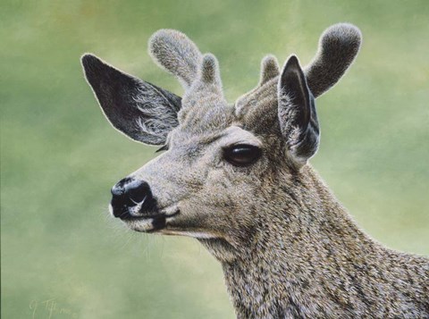 Framed Mule Deer In Velvet Print