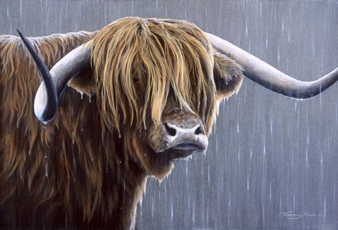 Framed Highland Bull Rainy Day Print