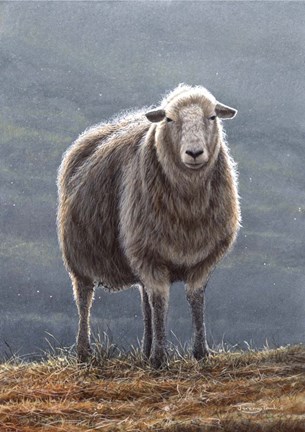 Framed Herdwick Sheep Print