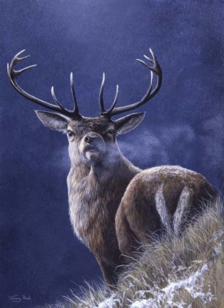 Framed Stag Print