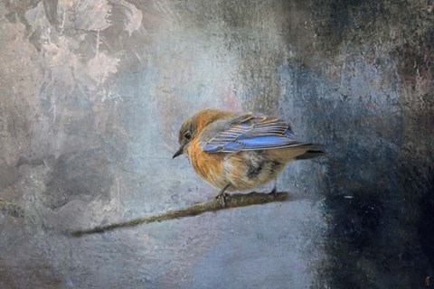 Framed Bluebird In Winter Print