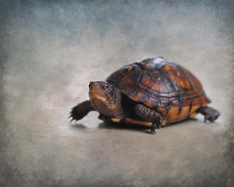 Framed Box Turtle Portrait Print