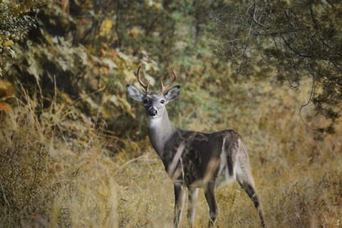 Framed Buck In Autumn Print