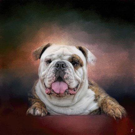 Framed Bulldog Hanging Out Print