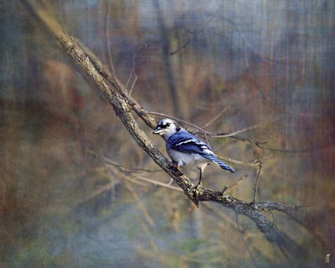 Framed Color My World Blue Jay Print