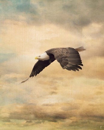 Framed Early Evening Flight Bald Eagle 2 Print