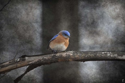 Framed Last Day Home Bluebird Print