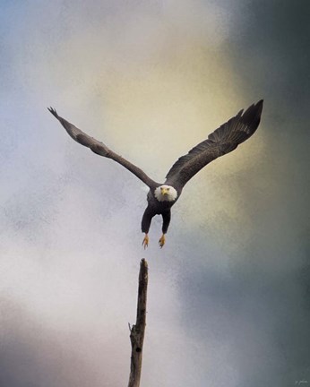 Framed Lift Off Bald Eagle Print