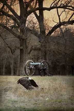 Framed Low Flyer Bald Eagle Print