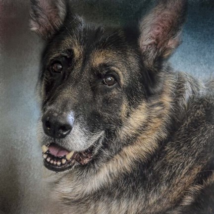 Framed Portrait Of A Shepherd Print