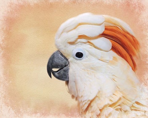 Framed Salmon Crested Cockatoo Portrait 1 Print