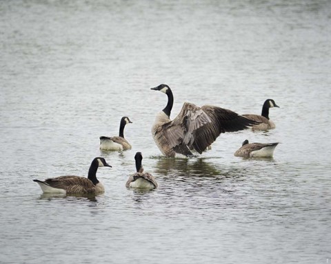 Framed Show Off Canadian Geese Print