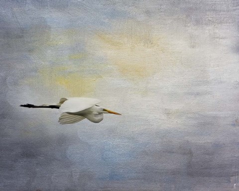 Framed Silent Flight Great White Egret Print