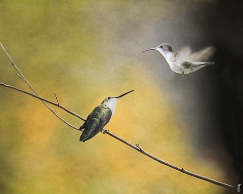 Framed Whisper of Your Wings Hummingbirds Print