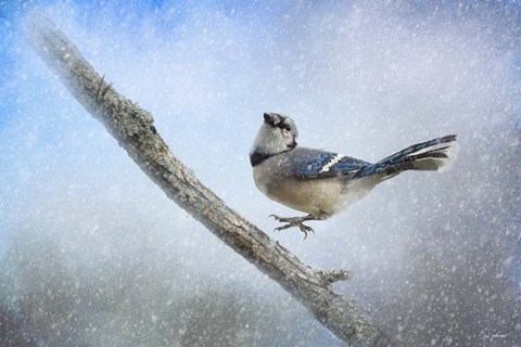 Framed Bluejay In The Snow Print