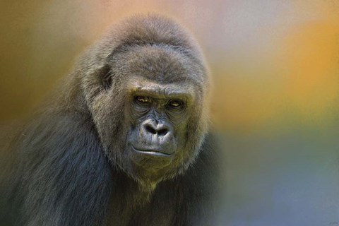 Framed Portrait Of A Gorilla Print