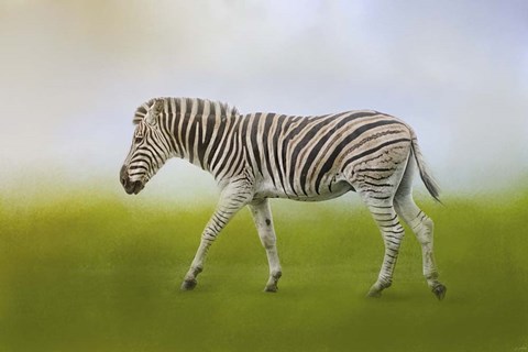 Framed Journey Of The Zebra Print