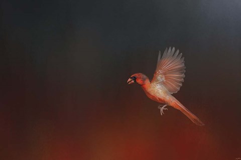 Framed I Wish I Could Fly - Cardinal 1 Print