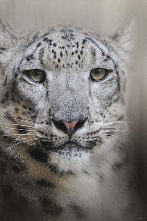 Framed Stare Of The Snow Leopard Print