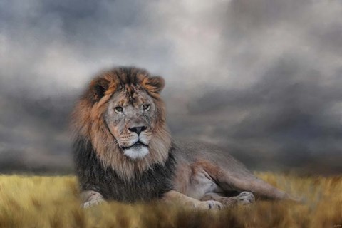 Framed Lion Waiting For The Storm Print