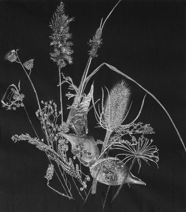 Framed Dried Weeds Print