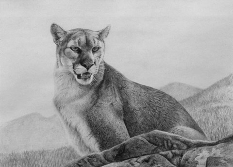 Framed Cougar Study Print
