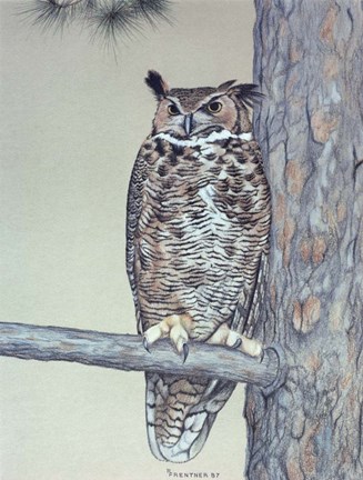 Framed Owl Two Print