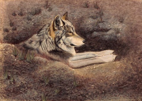 Framed Mexican Wolf Print