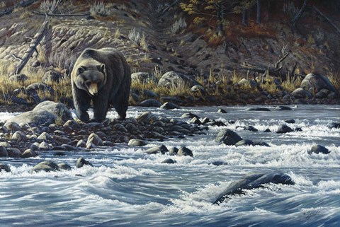 Framed Along The Yellowstone - Grizzly Print