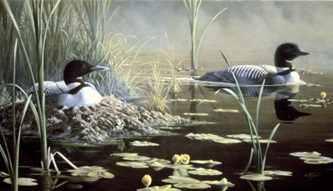 Framed Nesting Loons Print