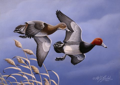 Framed 1986 Redhead Ducks Print