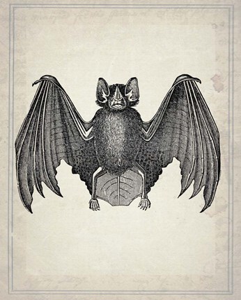 Framed Bats 2 Print