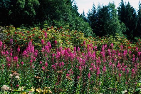 Framed Pink Fireweed Wildflowers, Alaska Print