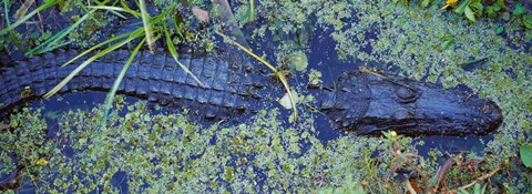 Framed Alligator Swimming in a River, Florida Print