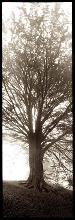 Framed Hampton Gates Tree No. 1 Print