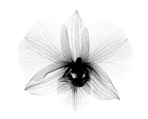 Framed Dendrobium 2  X-Ray Orchid Print