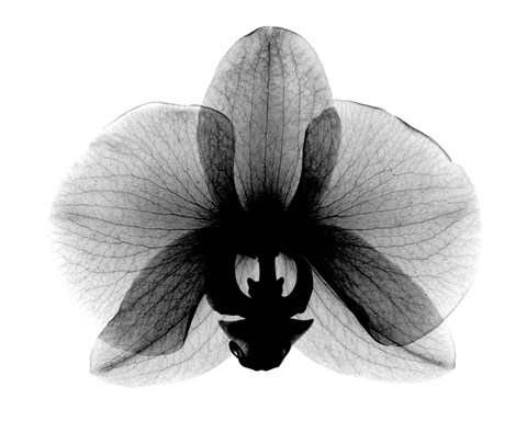 Framed Orchid, Small  X-Ray Print