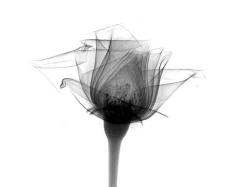 Framed Rose #10 X-Ray Print